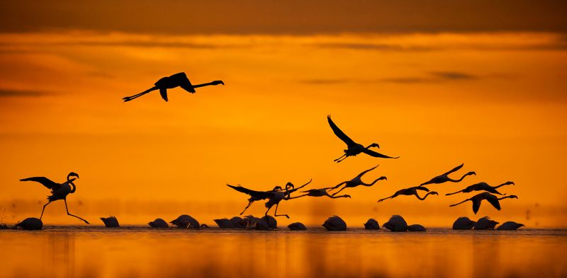 Фламинго на восходе солнцаphoto preview