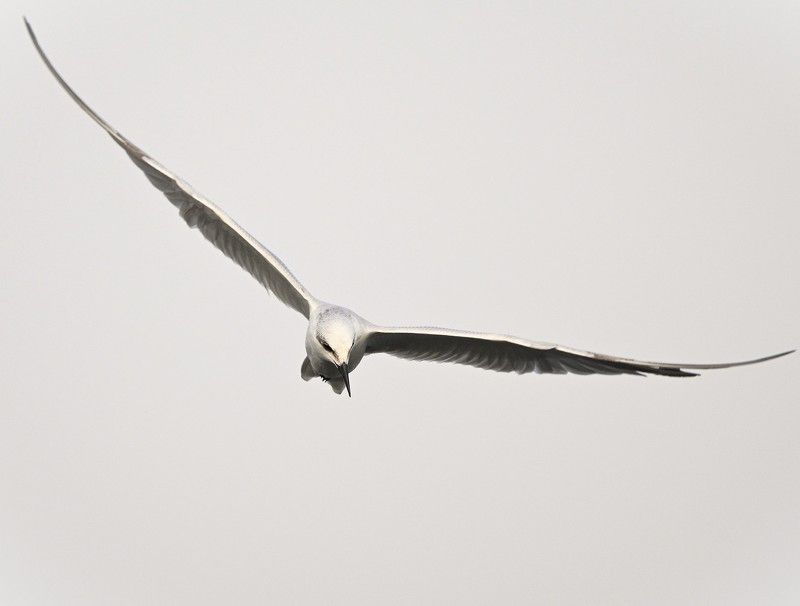 closeup, bird, birds, wild, wings, beauty, nature, swan, feather, spread, little sparrow,animal,animals,nikon,tailorbird,portraitm,eyes,eagle,kite,flying,sky,prey Common Ternphoto preview