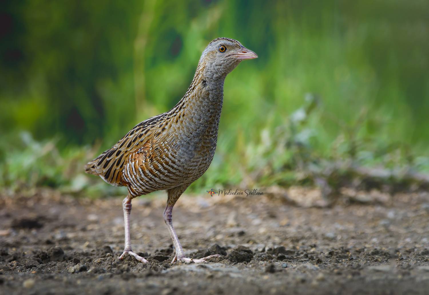 Коростель.. Автор: Медведева Светлана птица, фотоохота, коростель, Медведева Светлана