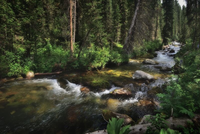 В лесуphoto preview