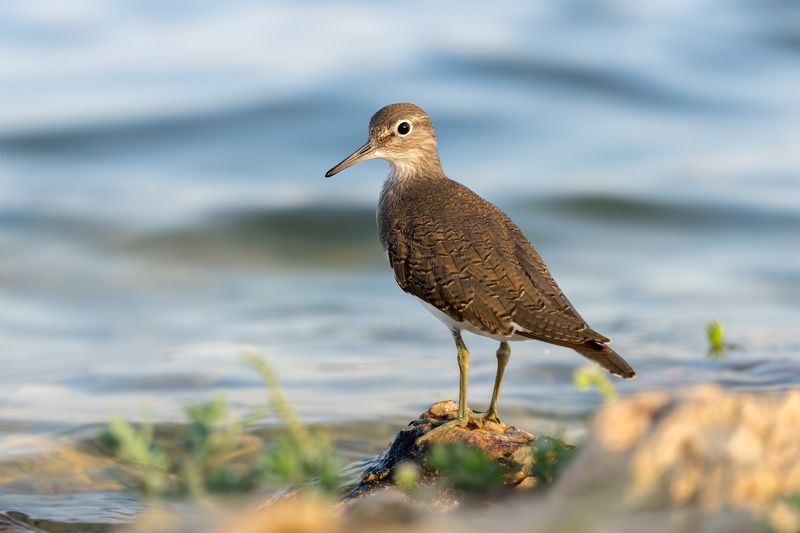 птица, фотоохота, кулик, перевозчик, природа, фауна Перевозчикphoto preview