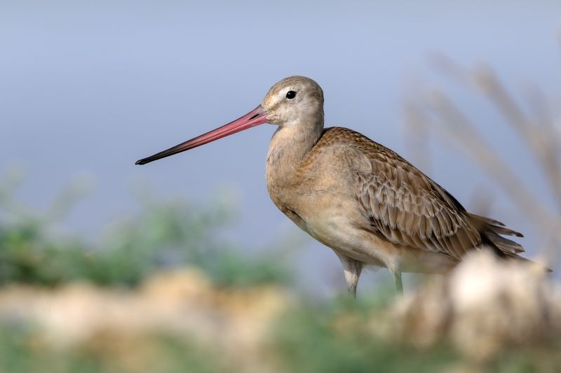 птица, фотоохота, кулик, веретенник, природа, фауна Веретенникphoto preview