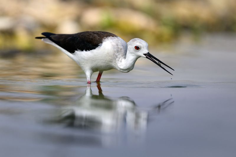 птица, фотоохота, кулик, ходулочник, природа, фауна Ходулочникphoto preview