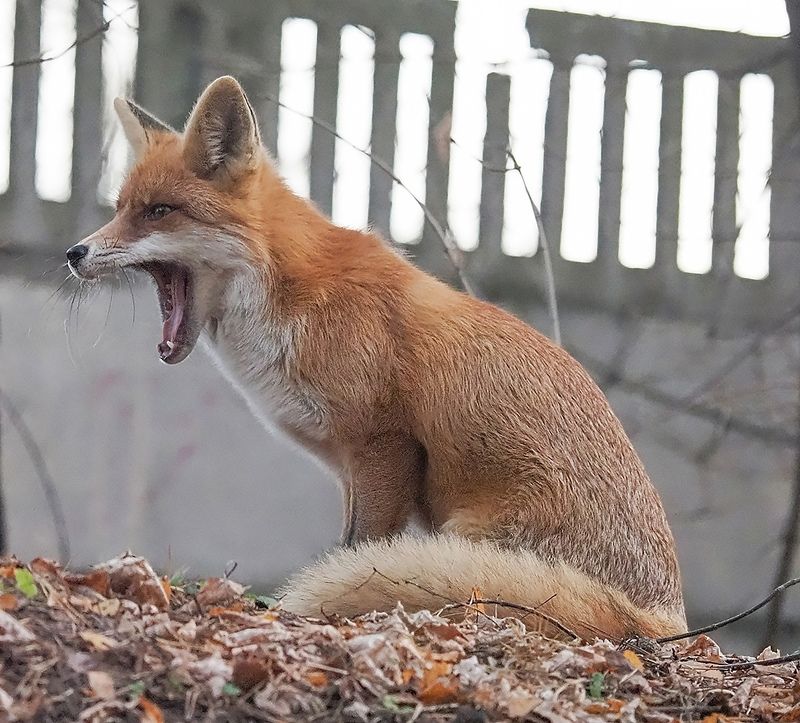 лиса щас бы курочкуphoto preview