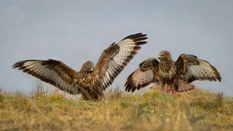 Канюк - Lens and Feathersphoto preview