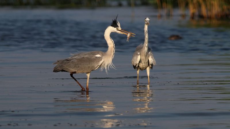 серая цапля, цапля, ardea cinerea, grey heron, heron, куршская коса, куршский залив Вот так удача!photo preview