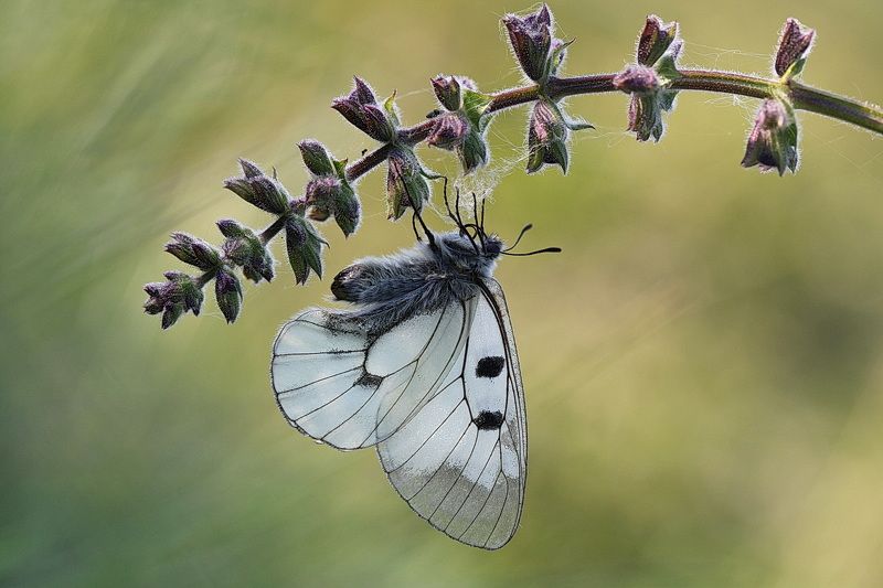*** фото превью