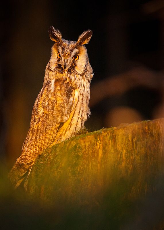 Eared Owlphoto preview