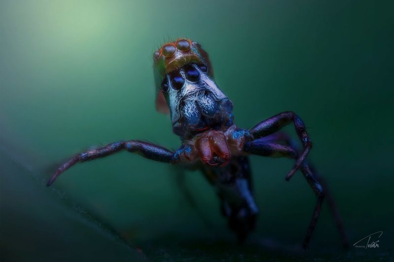 #macro #spider #photoByTuan spider\'s moltingphoto preview
