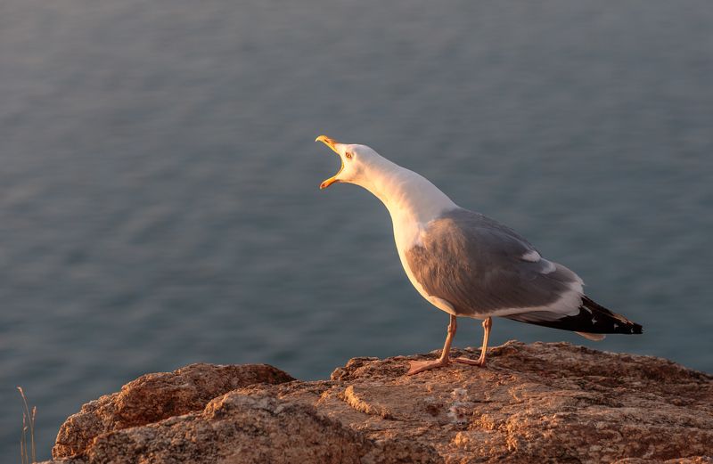 кар ;-)photo preview