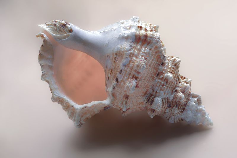 Морская гостьяphoto preview