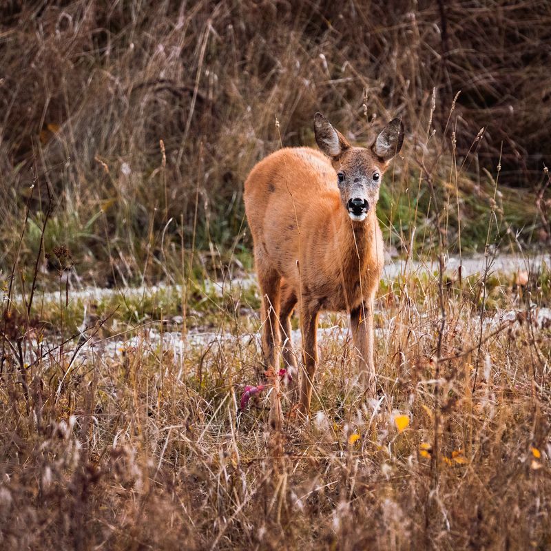 дикая природа, олень Испугphoto preview