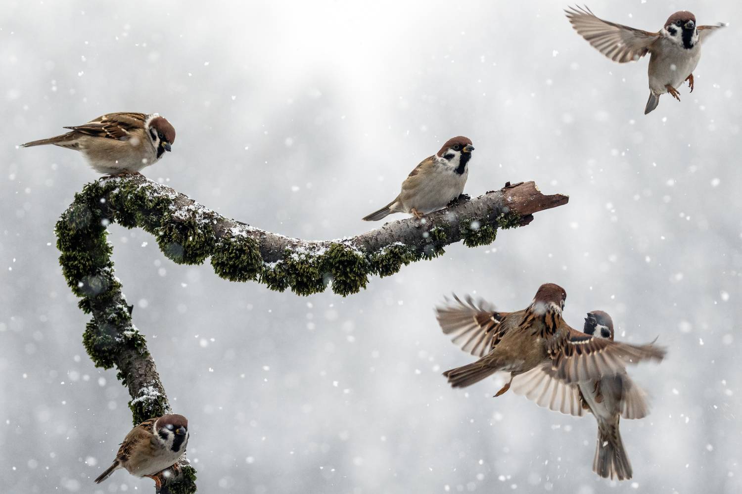 Зимний этюд с воробьями. Автор: Наталья воробьи, Наталья