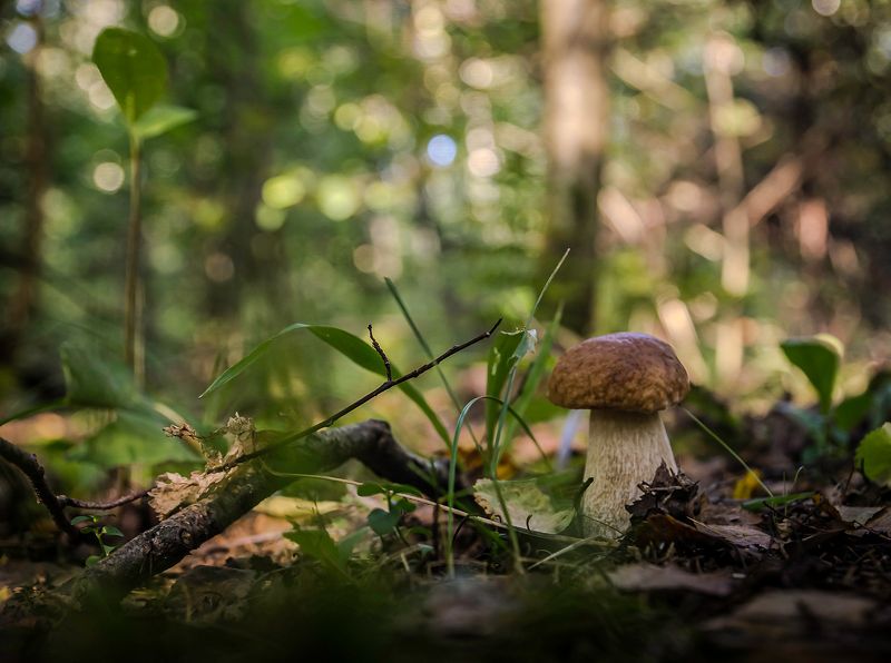 природа В лесуphoto preview