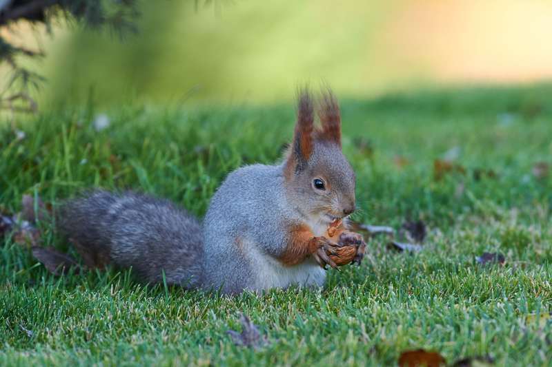 squirrel, volgograd, russia,  #photo preview