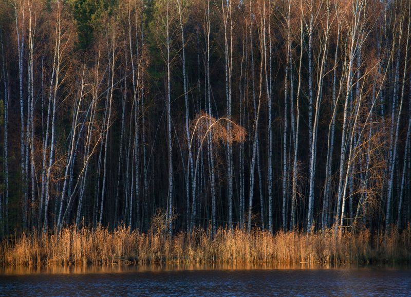 утро свет ноябрь берег черная порза Утренний дуэт с оркестром фото превью