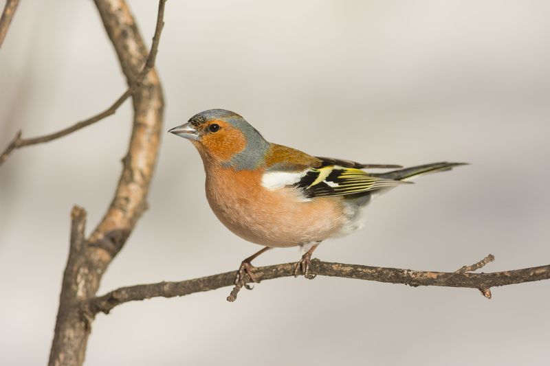 зяблик, птица, птицы, лес, бор, весна, новосибирск Зябликphoto preview