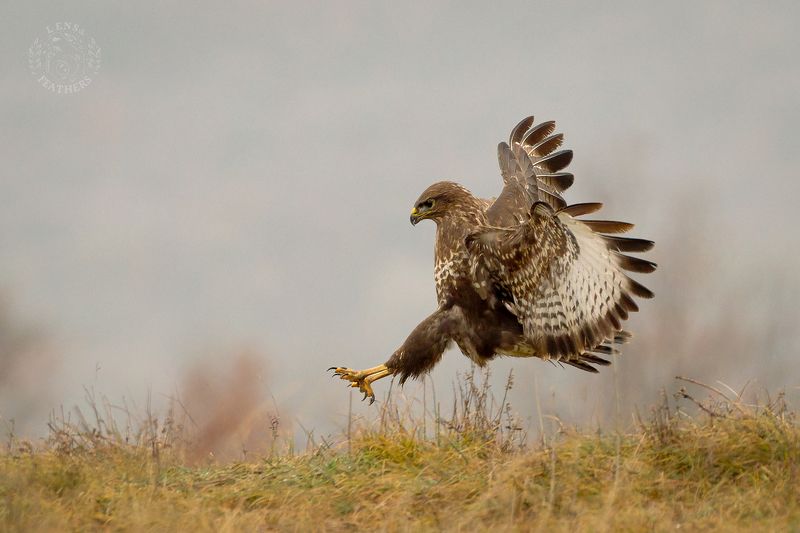 Канюк - Lens and Feathersphoto preview