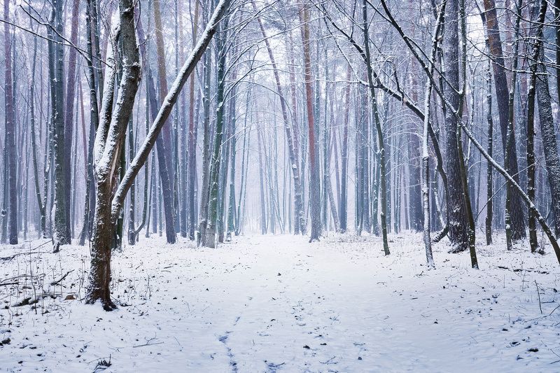 зима, лес, снег В зимнем лесу фото превью