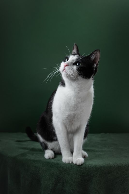 Cat and Greenphoto preview