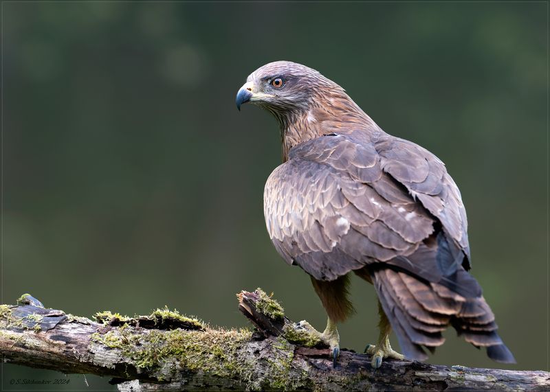 Самый чЁрный коршун...photo preview