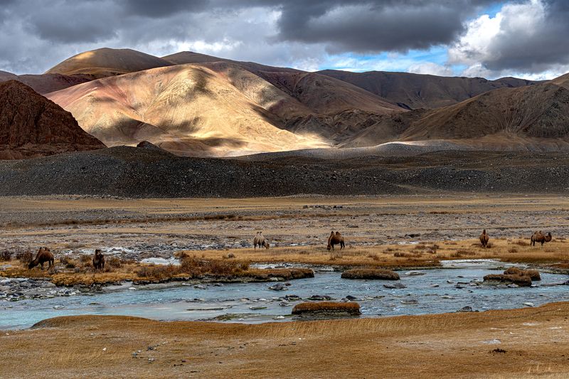 монголия, осень, верблюды Монголияphoto preview