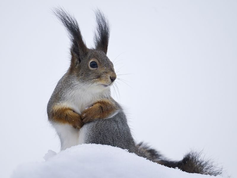 Где я орехи закопала?photo preview