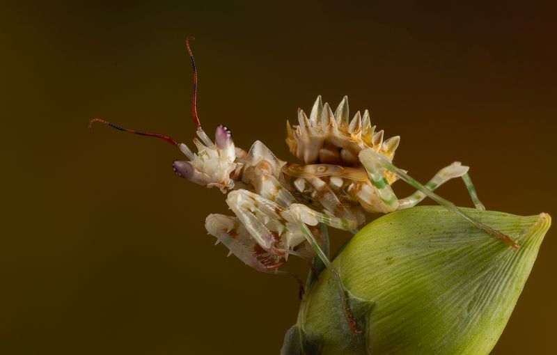 spiny flower mantis, mantis, close up, nature, canon Spiny Flower Mantisphoto preview
