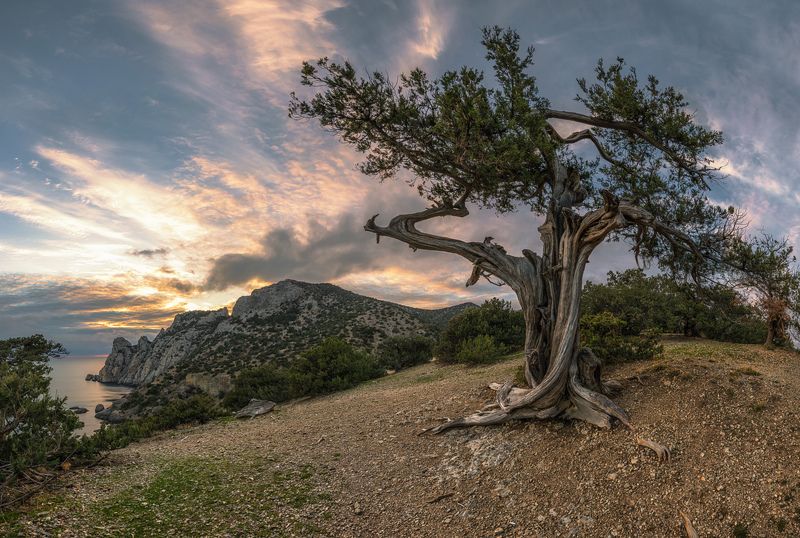 крым, новый свет, можжевеловая роща, вечер, декабрь Ново Светский озорной гулякаphoto preview