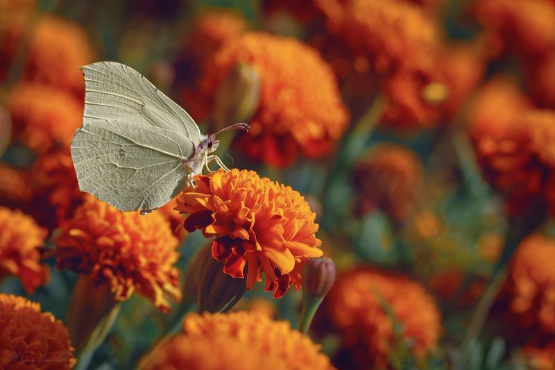 бабочка, бархатцы, лимонница, макро, macro Бархатный райphoto preview