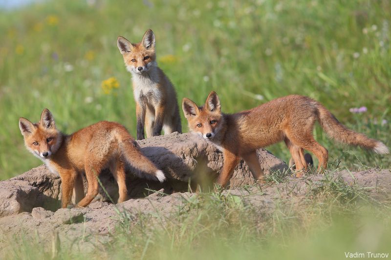 лиса, лисята, fox Бандаphoto preview