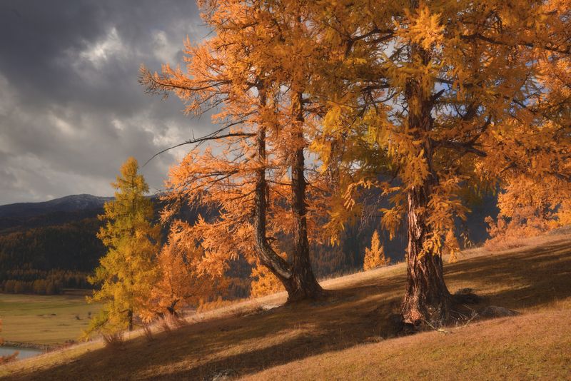 алтай,осень,джазатор Осенний день в Джазатореphoto preview