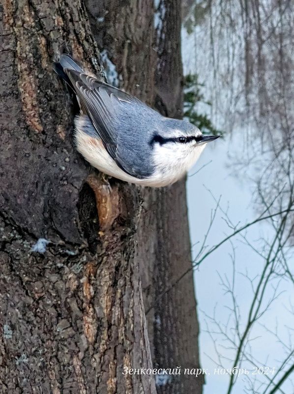 природа, nature, пейзаж,  животные, птицы, поползень, моя_сибирь, сибирский_край, фото на телефон Поползеньphoto preview