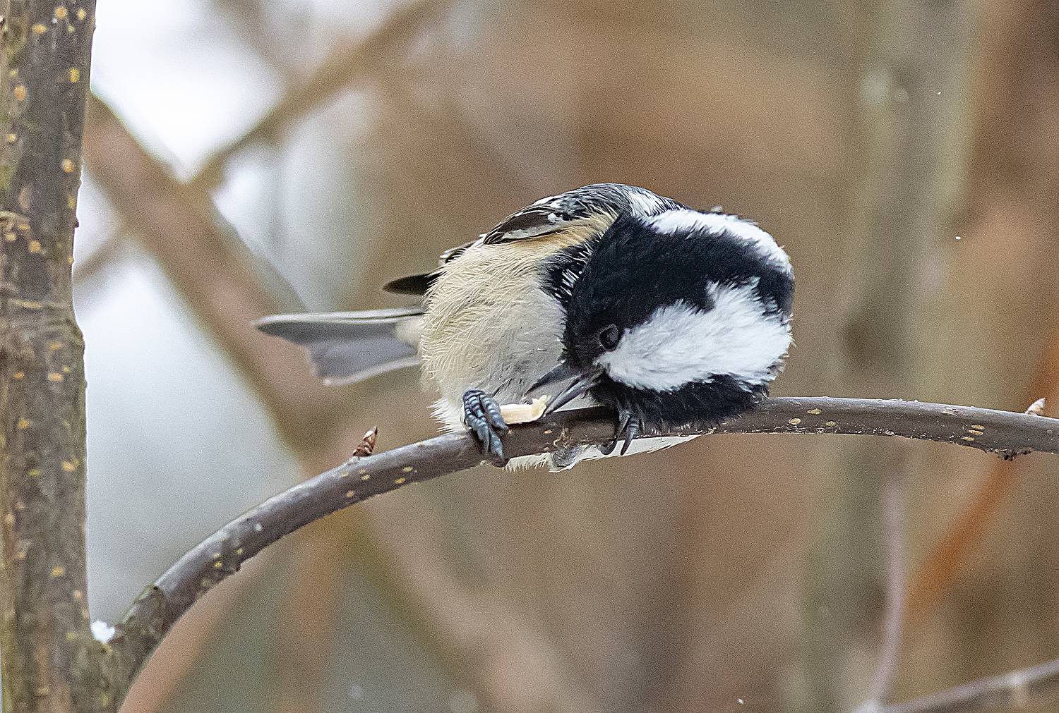Любительница семечек. Автор: Широких Александр птицы, синицы, московка, природа, зима, Широких Александр
