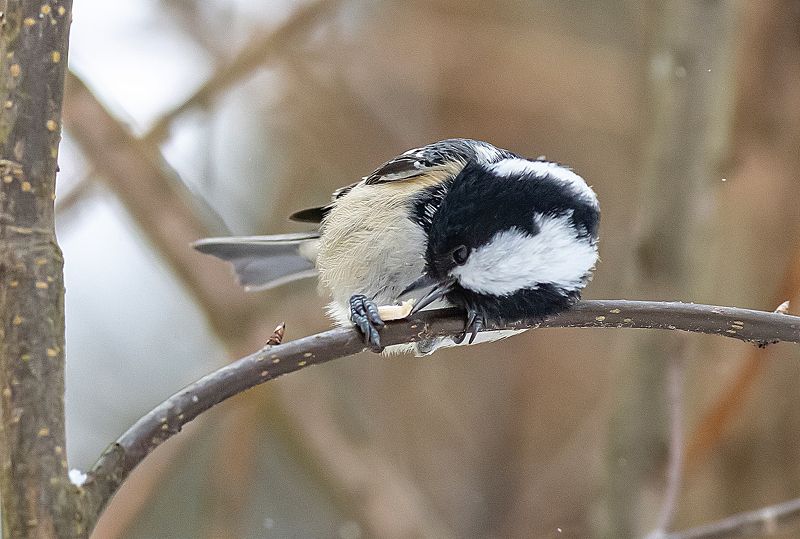 птицы, синицы, московка, природа, зима Любительница семечек фото превью