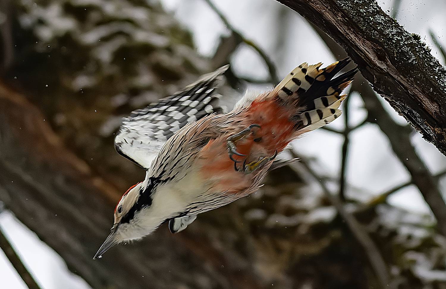 Белоспинный дятел. Автор: Широких Александр птицы, парк зима, дятел, Широких Александр