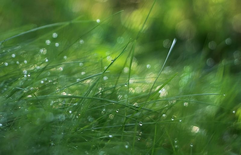 Ниже травы..photo preview