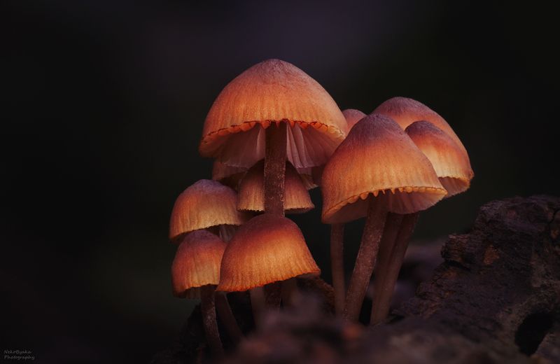 макро, природа, грибы, осень, macro, nature, mushrooms, autumn, Мицена кровяноножковая (Mycéna haemátopus)photo preview