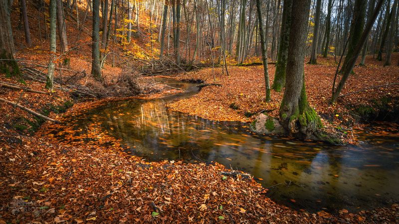 river,forest,woodland,woods,autumn,autumnal, Snake Riverphoto preview