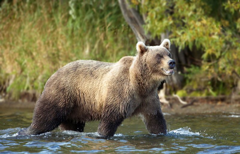 Камчатка  сентябрь 2024photo preview