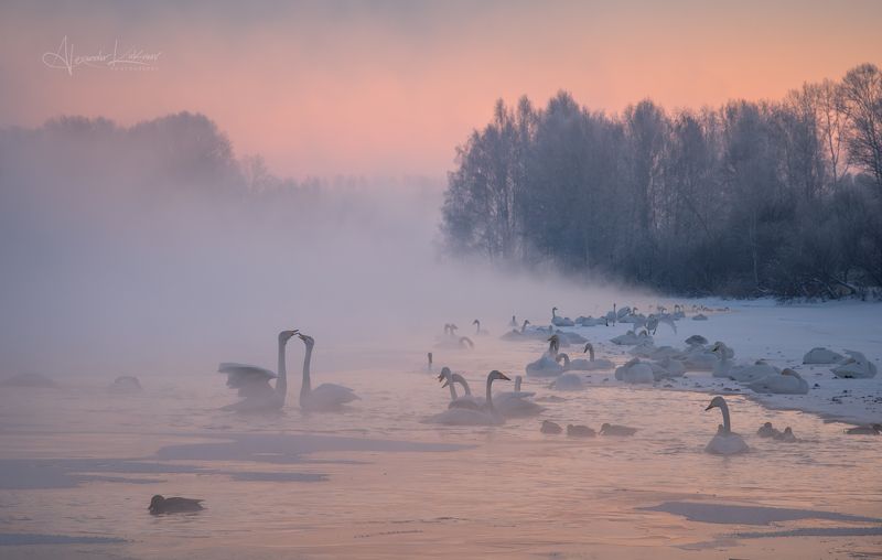 лебеди, алтай Алтайское утро... фото превью