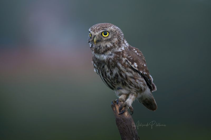 Ночная птицаphoto preview