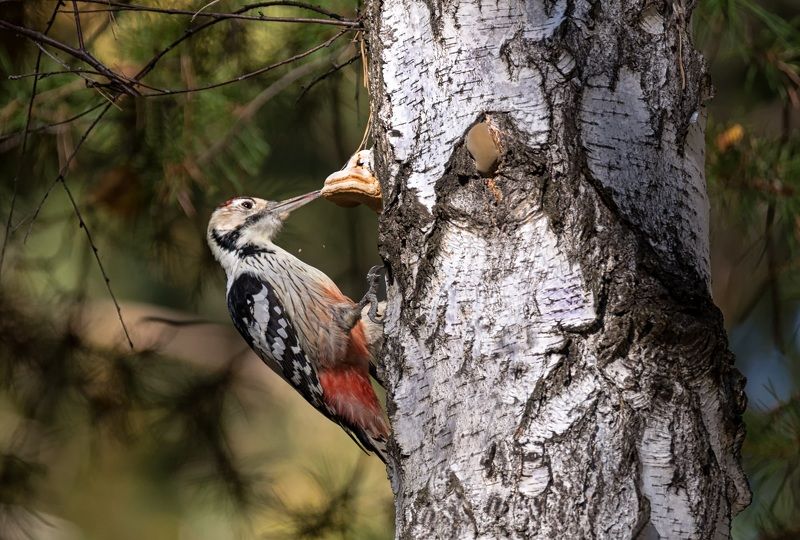 птица, белоспинный дятел, лес, Белоспинный дятел. 2 ФОТОphoto preview