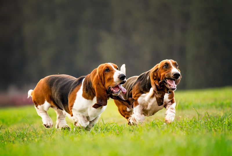 Dogs in Motionphoto preview