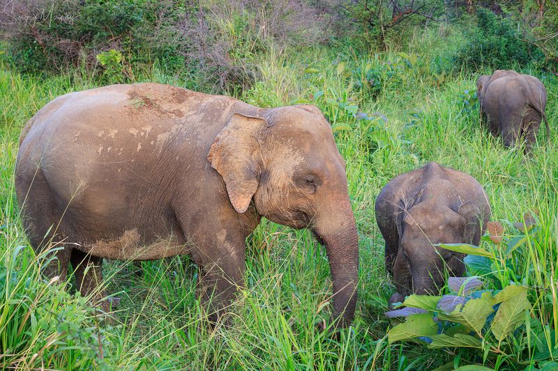 Family. Minneriya National park. Sri Lanka.photo preview