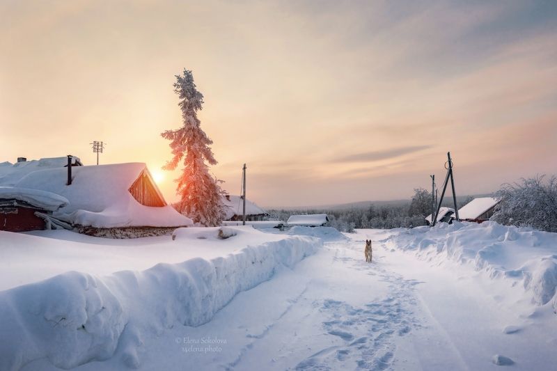 баская, деревня, поселок, улица, зима, собака Наблюдательphoto preview
