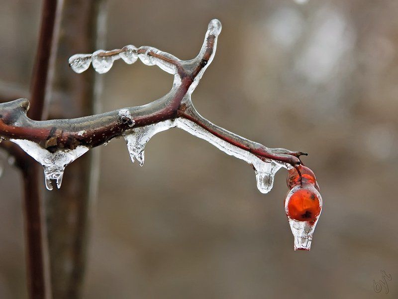 рябина, лед, мороз, дождь * * *photo preview