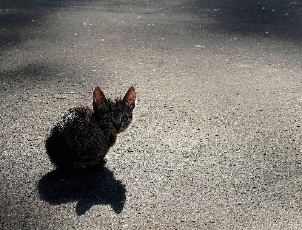 Он ещё не знает, что скоро зима .... Автор: Василий Черкасский котенок, одиночество, Василий Черкасский