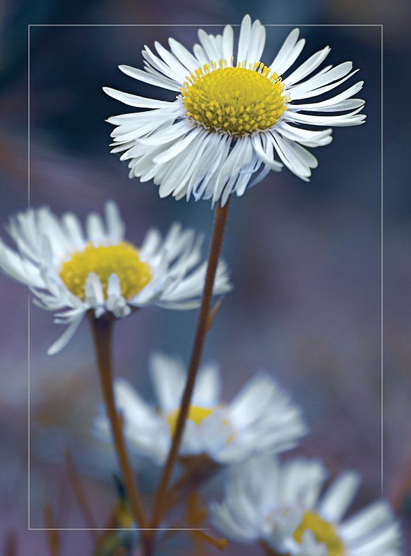 цветы, ромашки ***photo preview