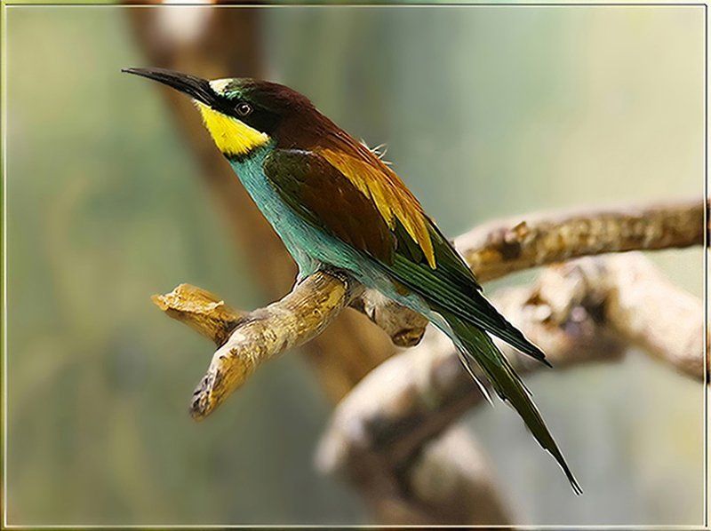 Щуркаphoto preview